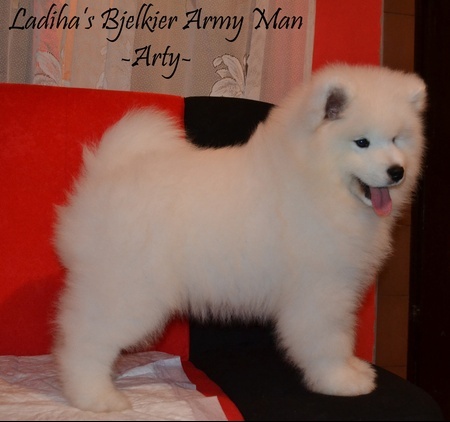 Ladiha's Bjelkier Army Man - Arty | Samoyed 