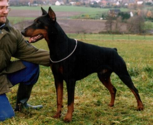 Castor v.d. Mooreiche | Black Doberman Pinscher