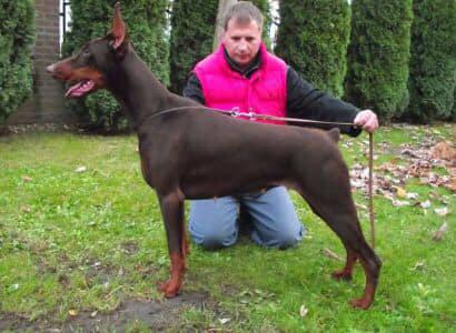 Tom-Dober Selena | Brown Doberman Pinscher