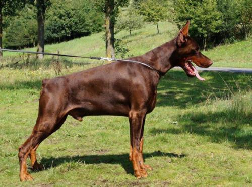 Pride of Russia Taurus | Brown Doberman Pinscher