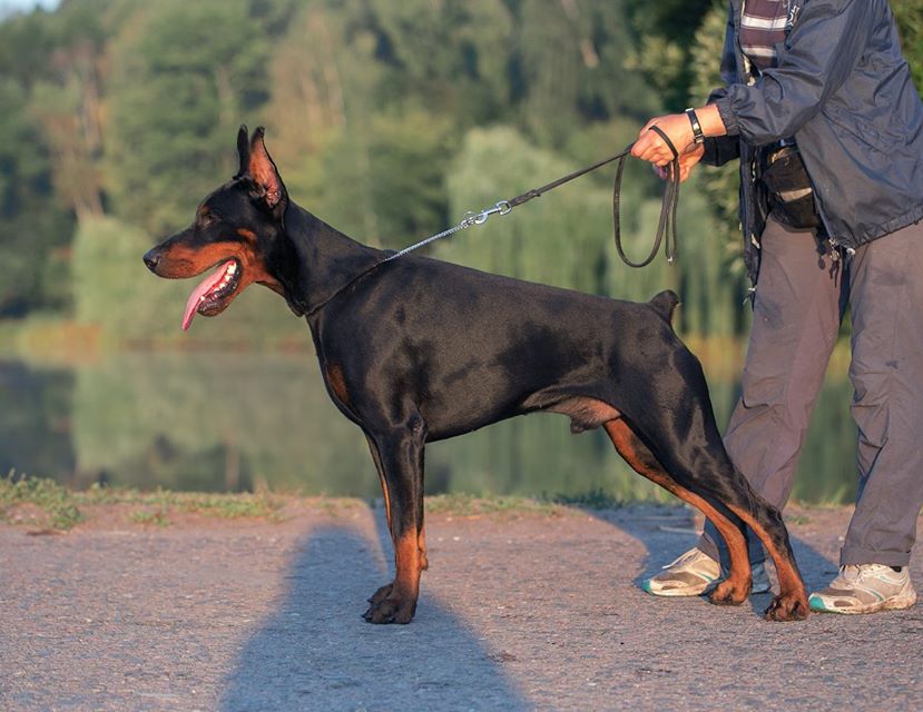 Smart Wood Hills Aivengo | Black Doberman Pinscher