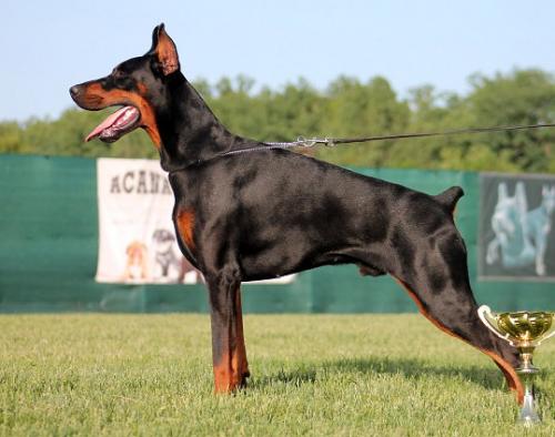 Pride & Passion Benedictus | Black Doberman Pinscher