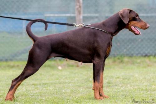 Annie Lennox (LO1537811) | Brown Doberman Pinscher