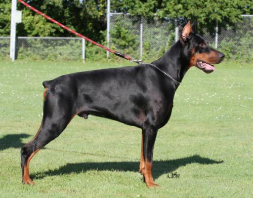 Tailor & Balmary Brocky Marciano | Black Doberman Pinscher