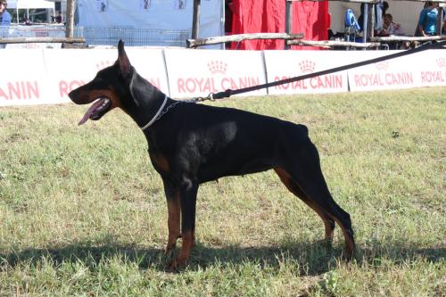 Fahrah Diva della Piancarda | Black Doberman Pinscher