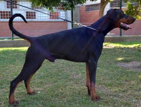 Paradiz Ronado Veni Vidi Vici | Black Doberman Pinscher