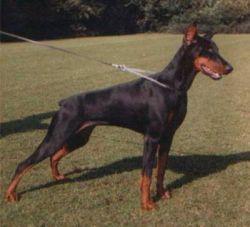 Hischja Les Deux Peupliers | Black Doberman Pinscher