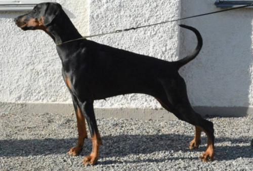 Swejen's Abeba | Black Doberman Pinscher