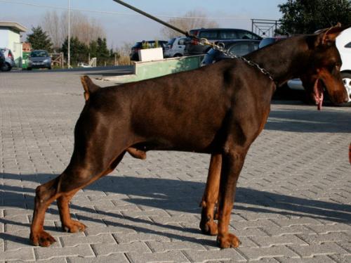 Eques di Audendum Est | Brown Doberman Pinscher