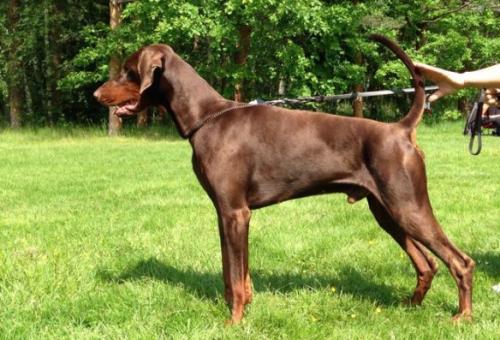 Dobvoyage Fangs | Brown Doberman Pinscher