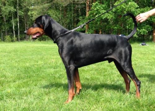Dobvoyage Forrest | Black Doberman Pinscher