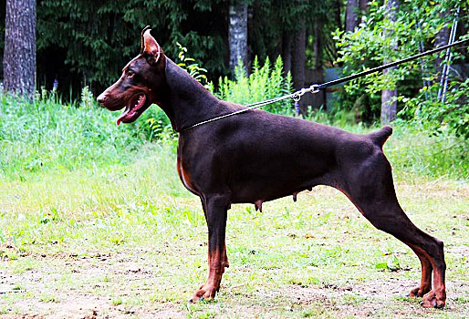 Pride of Russia Roxana | Brown Doberman Pinscher