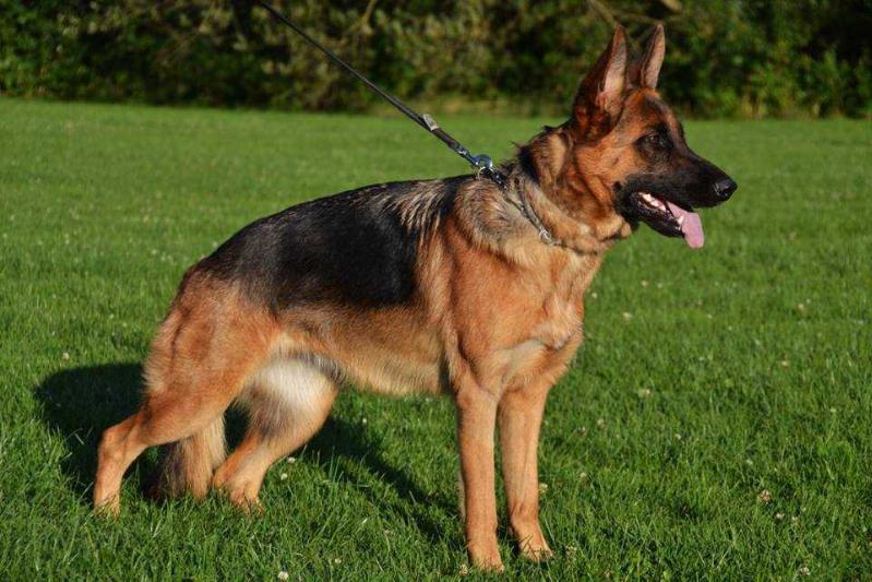 Gretel v. Zwillingshaus | German Shepherd Dog 