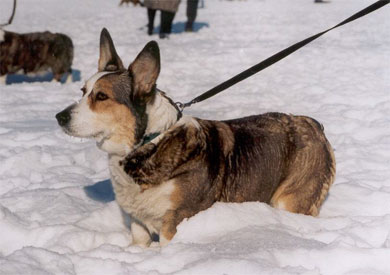 Hopefull Havanna Birkebakken's | Cardigan Welsh Corgi 