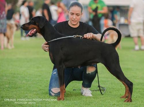 Erebus Princess Persa Phaenna | Black Doberman Pinscher