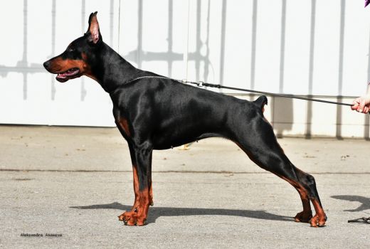 Miracle Of Grace de Grande Vinko | Black Doberman Pinscher