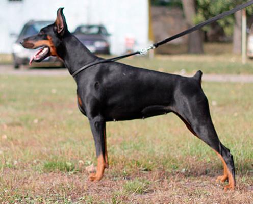 Korry-Korado Unita Del Bianca | Black Doberman Pinscher