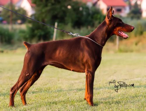 Mikela Betelges | Brown Doberman Pinscher