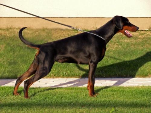 Miata Betelges | Black Doberman Pinscher