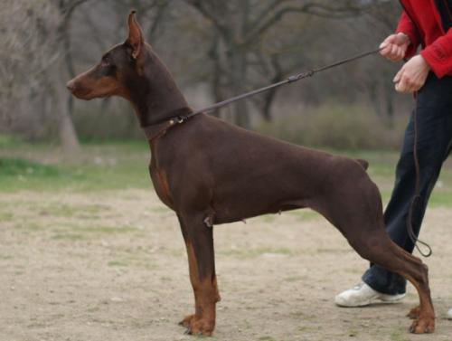 Kareliya Golden Pack | Brown Doberman Pinscher