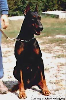 Runo dei Nobili Nati | Black Doberman Pinscher