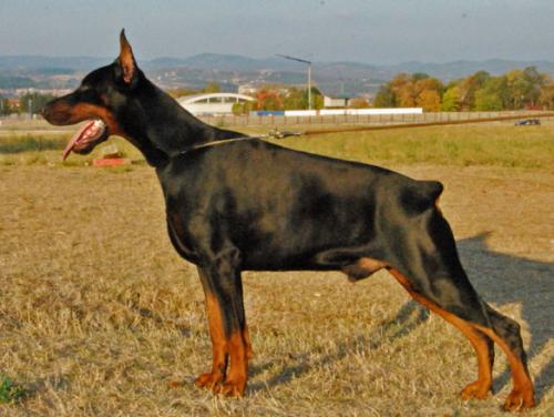 Eady-Nevski of Tanderberg | Black Doberman Pinscher