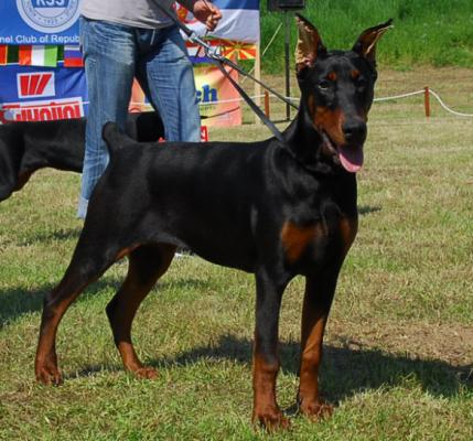 Tarantula Tea (JR 704043) | Black Doberman Pinscher