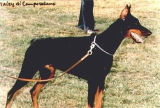 Tairy di Campovalano | Black Doberman Pinscher