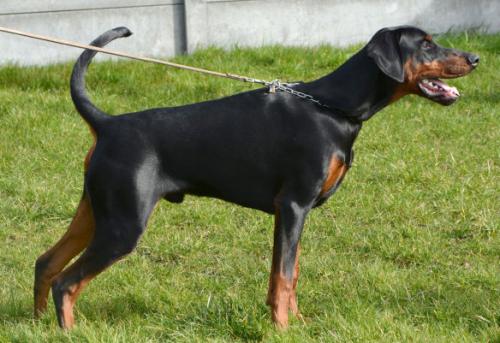 Nordsea Pride Nua | Black Doberman Pinscher