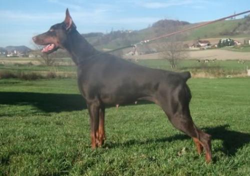 Astrid Azra Night Fever | Brown Doberman Pinscher