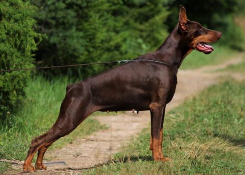 Nevskiy Tserber Yumiko Katana | Brown Doberman Pinscher