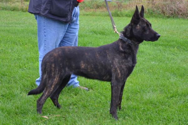 Cher Car’s Zwarte Zuster | Dutch Shepherd 