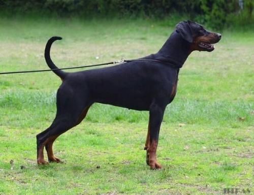 Baronesse Two Lions House | Black Doberman Pinscher