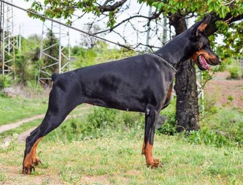 Defender of Bulgaria Deya | Black Doberman Pinscher