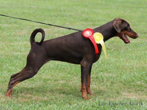 Life Essence Aloria | Brown Doberman Pinscher
