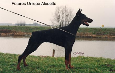 Future's Unique Alouette | Black Doberman Pinscher