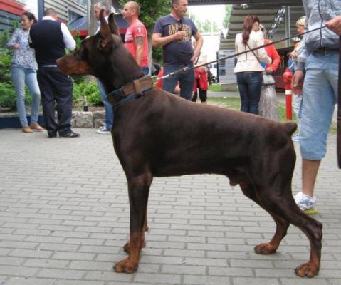 Bronco v. Belic House | Brown Doberman Pinscher