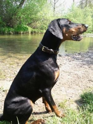 Guard of the Triumphal Arch Aphrodite | Black Doberman Pinscher