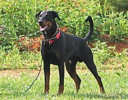 Ascomannis Odin | Black Doberman Pinscher