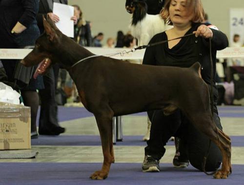 Ambassador Golden Pack | Brown Doberman Pinscher