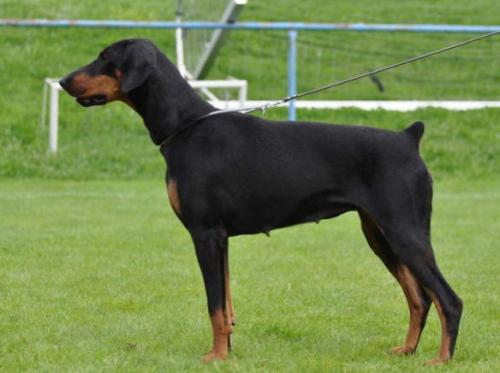 Juliette Josephine Alary Aslar | Black Doberman Pinscher