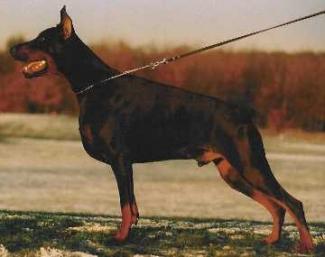 Ronin-Carlos Les Deux Peupliers | Black Doberman Pinscher