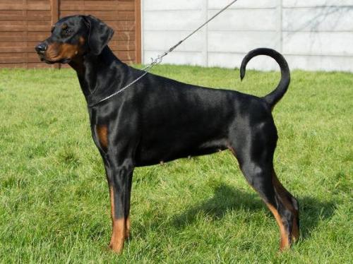 Noyah v.'t Duinezicht | Black Doberman Pinscher