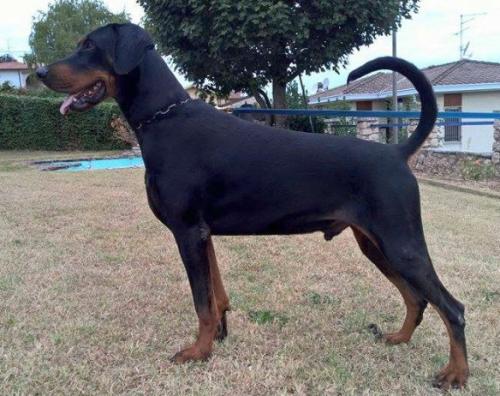 Je-Kill dei Due Laghi | Black Doberman Pinscher