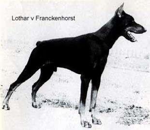 Lothar v. Franckenhorst | Black Doberman Pinscher