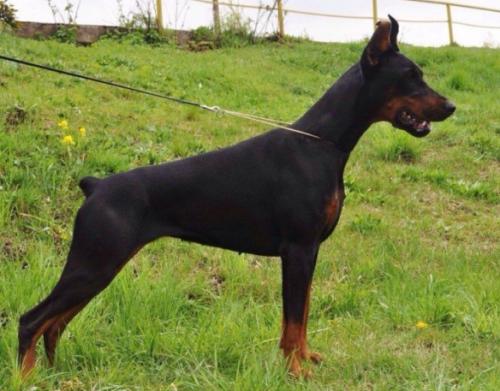 Nevskiy Tserber Angelina Jolie | Black Doberman Pinscher