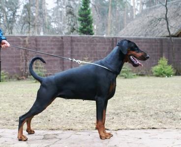 Pride of Russia Integra | Black Doberman Pinscher