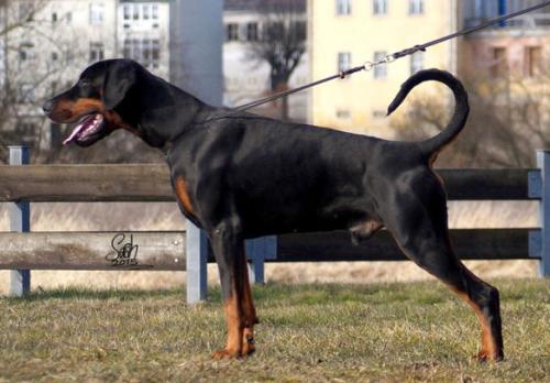 Ricardo v. Silverkrohn | Black Doberman Pinscher