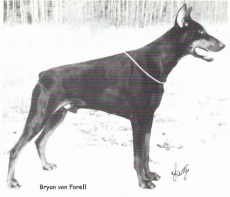 Bryan v. Forell | Black Doberman Pinscher