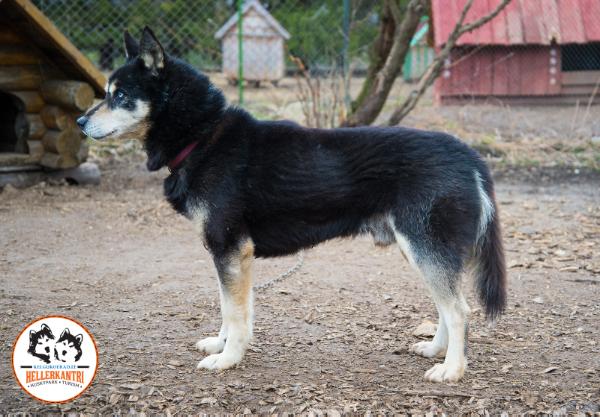 Dacabe Zorro | Siberian Husky 
